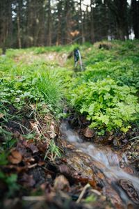 A peaceful forest stream surrounded by lush green foliage and rocks in a woodland setting.
